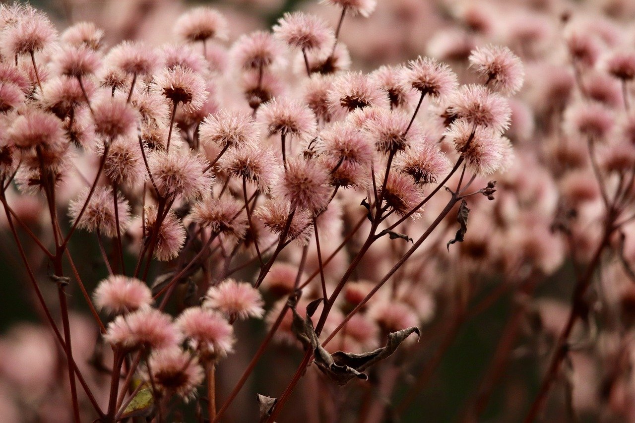 DDOS攻击平台|平凉书画购买平台