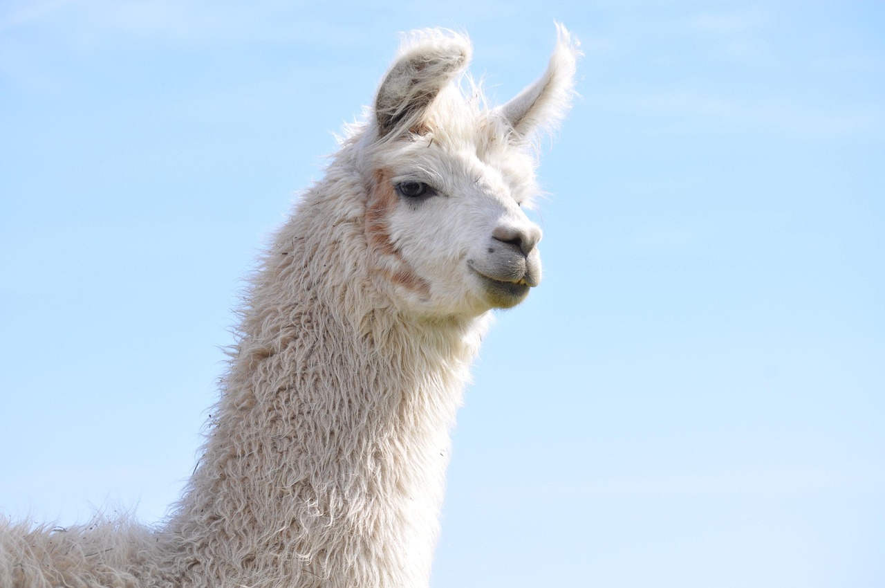 三国志：战略版：淘宝优惠券app详情下载教程